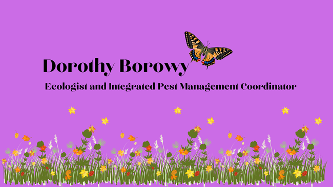 digital illustration of grass and a butterfly with the text Dorothy Borowy, PhD, Ecologist and Integrated Pest Management