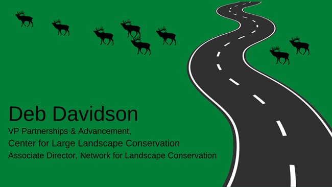 digital illustration of a road with groups of elk on either side and the text Deb Davidson, VP Partnerships & Engagement, Center of Large Landscape Conservation, Associate Director, Network for Landscape Conservation