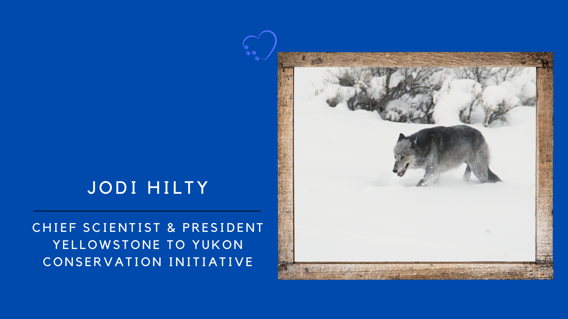 Jodi Hilty photograph of wolf in snowy meadow in a frame next to text Jodi Hilty, Chief Scientist and President, Yellowstone to Yukon Conservation Initiative