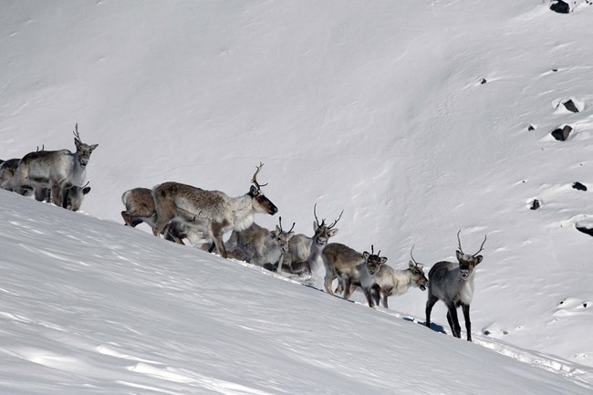 Female caribou on a snow-covered slope.