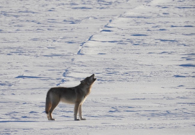 Image of a snowy lake and a lone wolf howling.