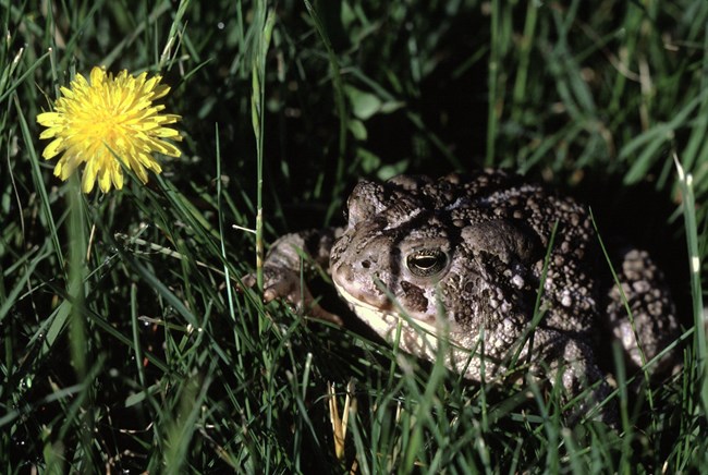 a brown toad sitting in the grass next to a dandelion