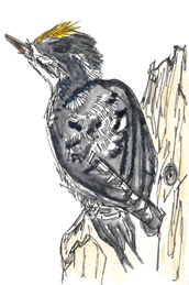Illustration of a woodpecker perched on a tree trunk. The bird is mostly black, gray, and white, with a bit of orange on top of its head.
