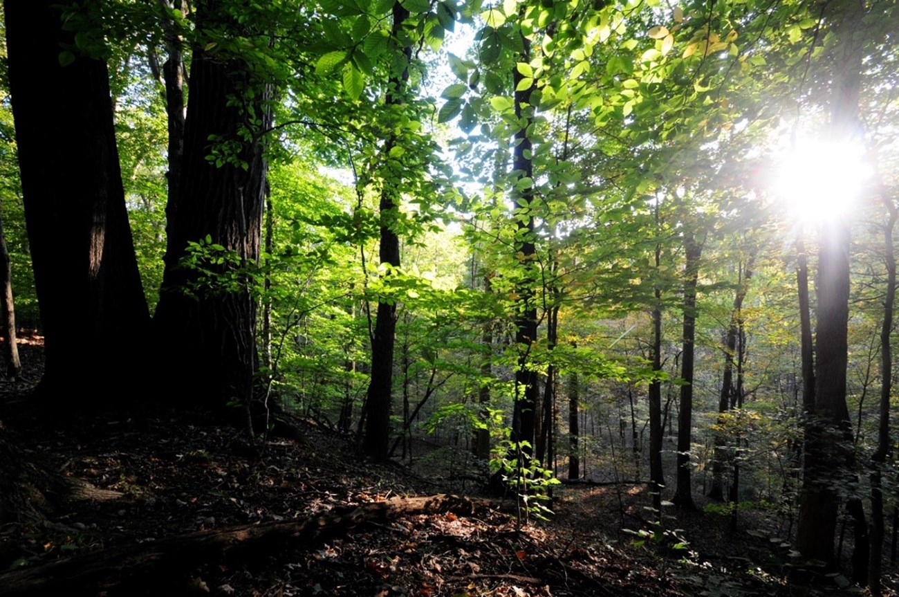 Photo of a forest, with mostly green leaves, on a hillside; there is a very bright patch of sunshine on the right side. Photo of a forest, with mostly green leaves, on a hillside; there is a very bright patch of sunshine on the right side.