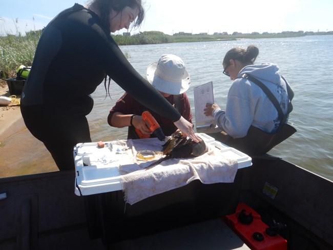 Interns and staff record horseshoe crab information Three park interns and staff stand and crouch in shallow water with a horseshoe crab abd supplies on a white lid. One intern drills a tag into the crab.