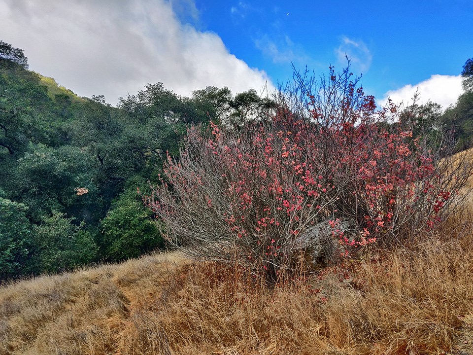 Poison oak bush Landscape photo of a grassland ecosystem with a red bush in the foreground.