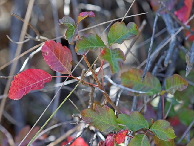 Poison oak leaves Close up photo of plant with red and green leaves