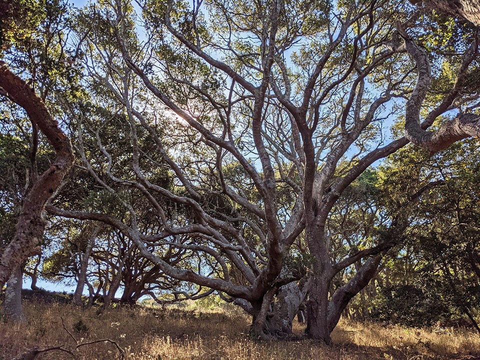 Oak woodlands Photo of sunlit grove of Oak trees