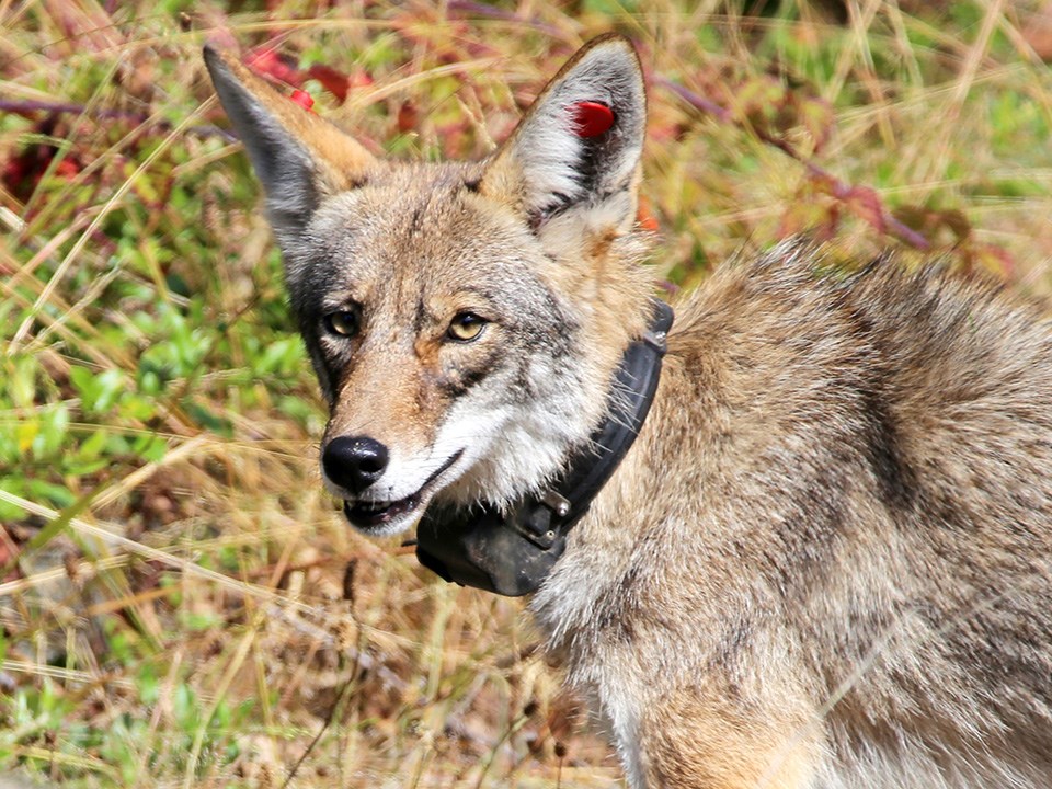 Portrait of an adult coyote looking at the camera and wearing a black radio collar