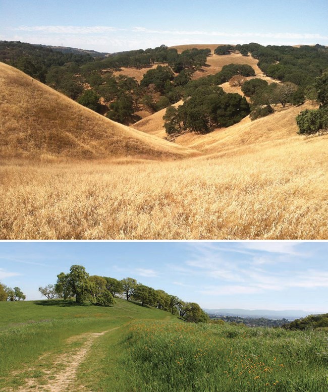 Examples of grassland and oak woodland habitats over rolling hills at John Muir National Historic Site