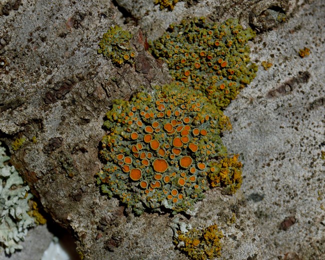 Xanthomendoza montana is a species of lichen