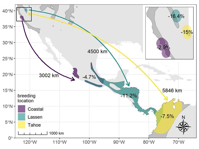Migration patterns map Annotated map showing that San Francisco Bay Area birds migrate predominantly to wintering grounds in Western Mexico, Lassen birds to Central America, and Tahoe birds all the way to South America.