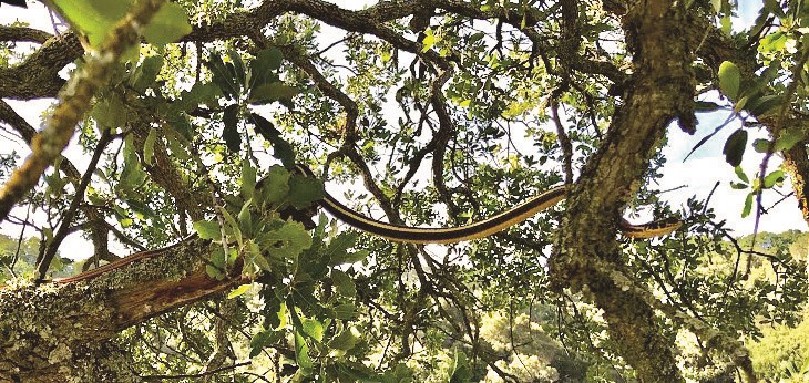 Snake with vertical yellow and black stripes stretches between branches of Oak trees