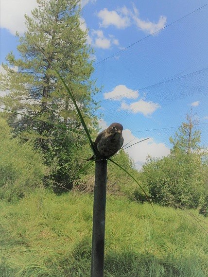 Decoy Artificial bird on a post in the middle of a green field.