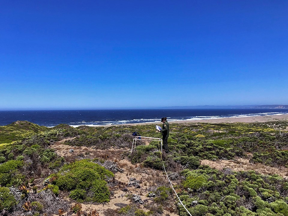 Photo showing a field scientist using a long piece of tape to assess scrub vegetation with the Pacific ocean in the background.