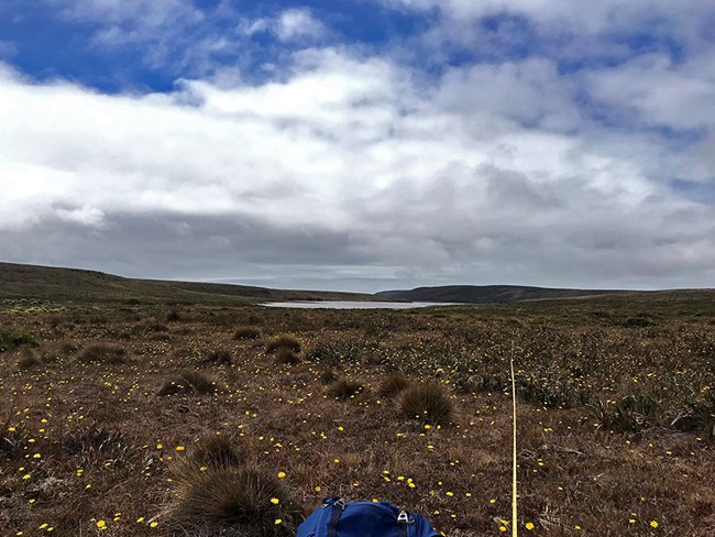 Photo showing long piece of measuring tape stretching across of a field of yellow flowers.