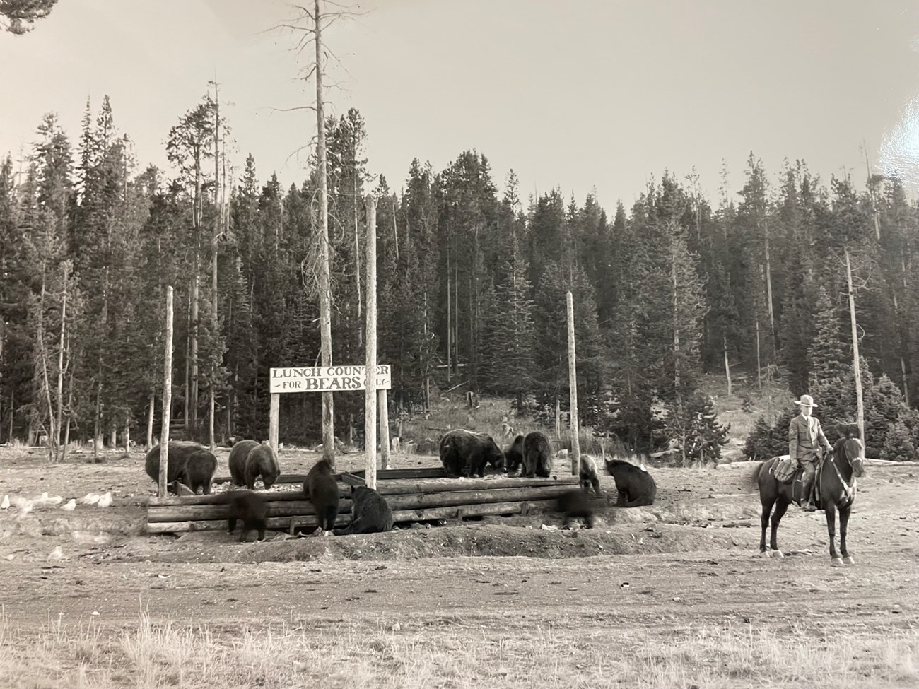 Ranger on a horse standing guard as many bears feed on garbage.