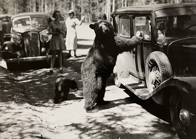 Black bear and cub begging for food from tourists on the road