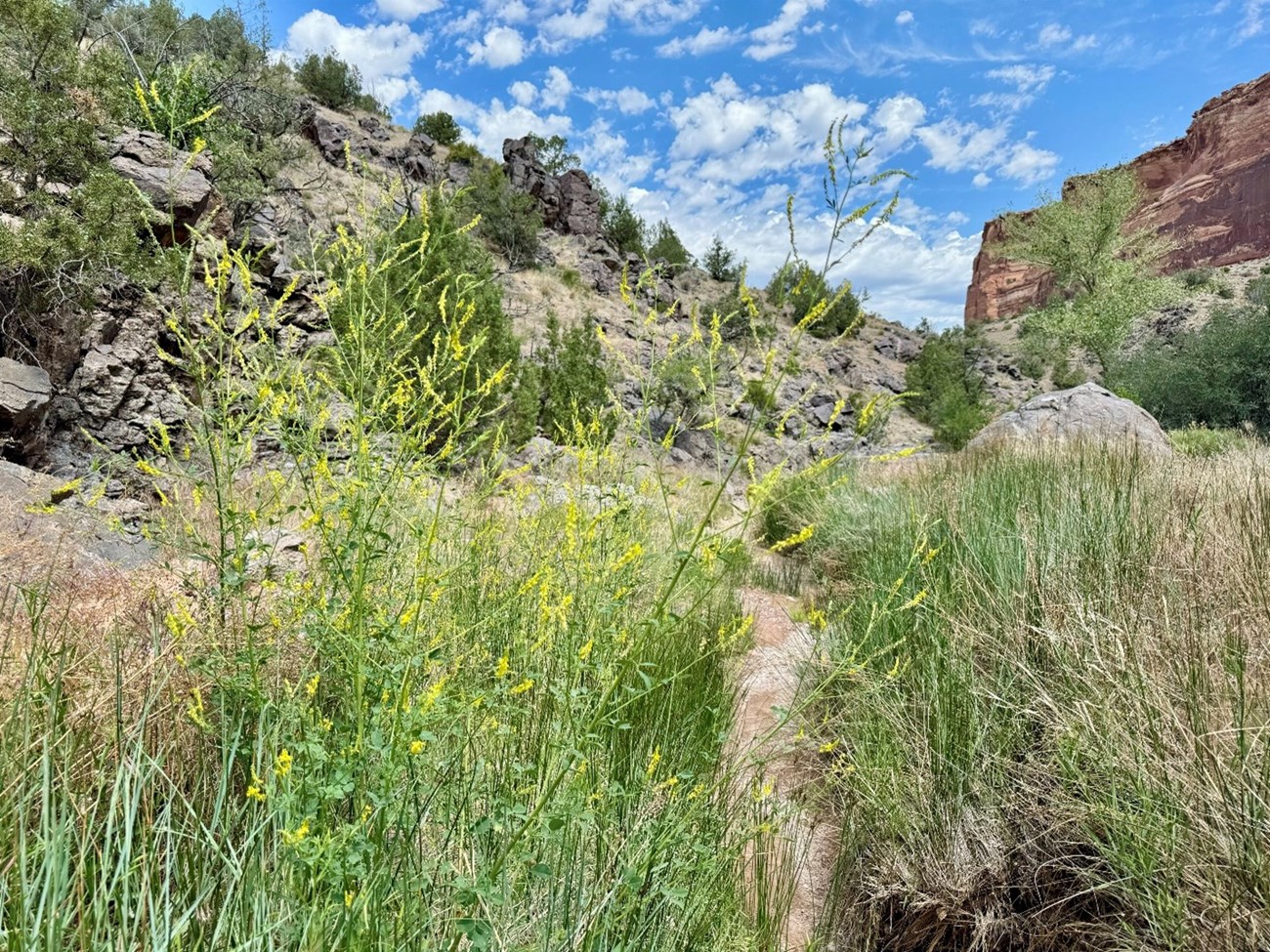 Yellow sweet-clover with small yellow flowers growing beside grasses in a rocky canyon.
