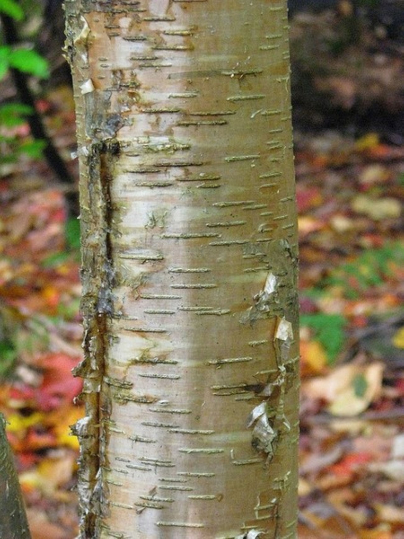 Closeup of the trunk of a tree with lightly peeling bark.