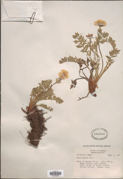 two pressed flowers with yellow petals and bush green leaves