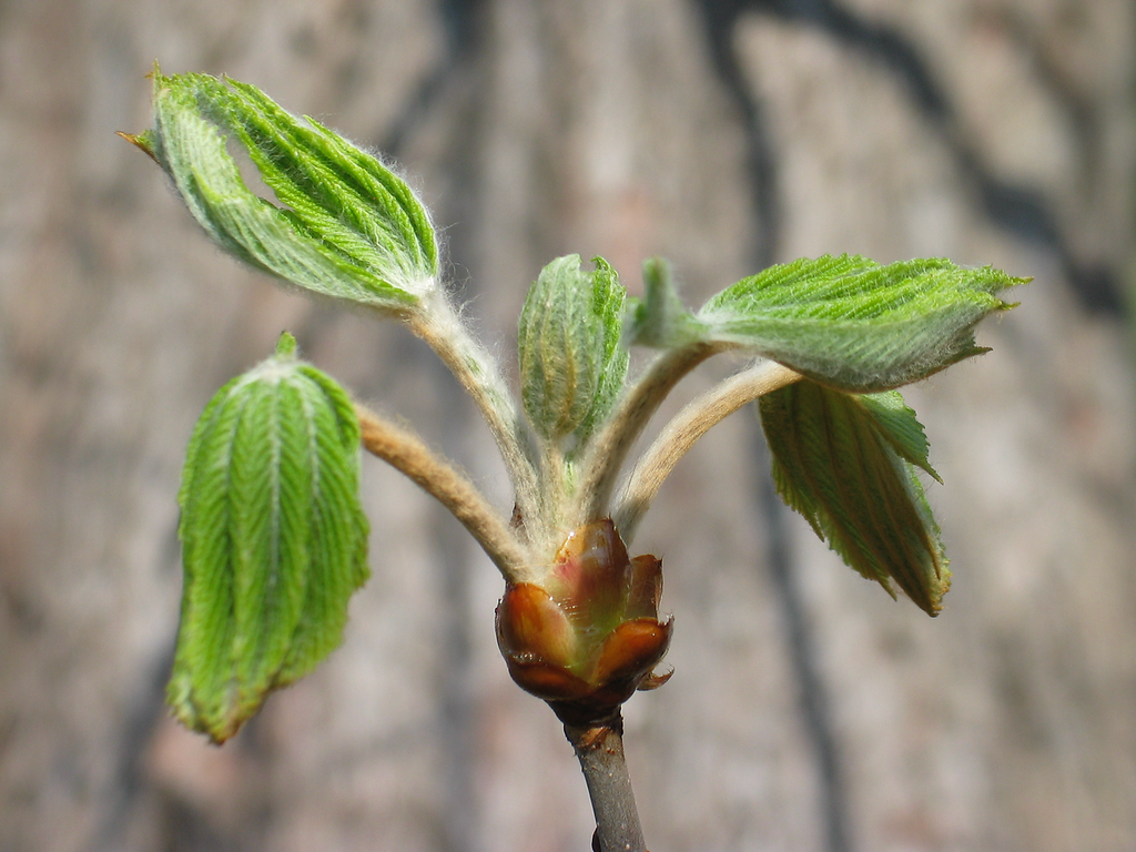young leaves-horsechestnut buds of green leaves growing from a branch