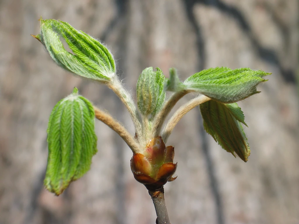 young leaves-horsechestnut buds of green leaves growing from a branch