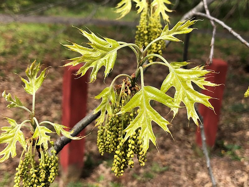 young leaves-pinoak small lobed and pointed leaves blooming out of yellow flowers on branches