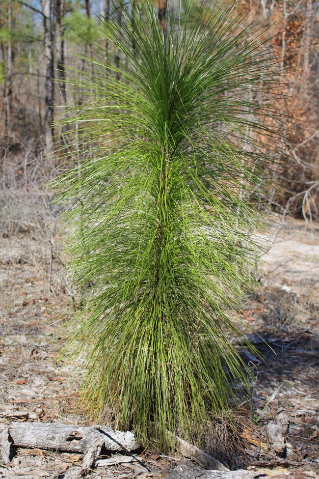 Longleaf pine in Big Thicket National Preserve