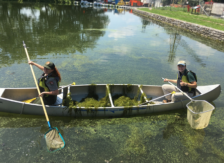 Youth crew in canal boat scooping algae.