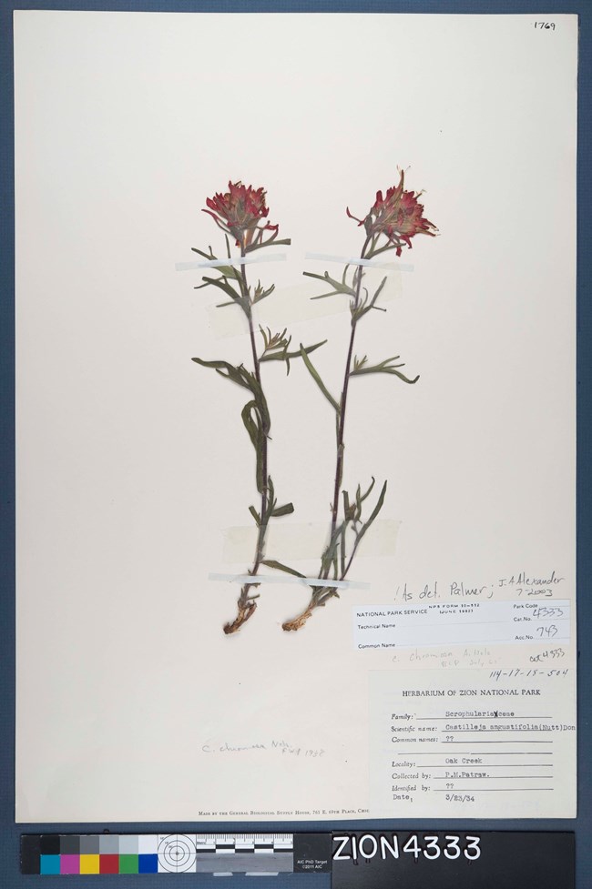 Zion herbarium specimen pressed pink flowered plant taped to a sheet of paper