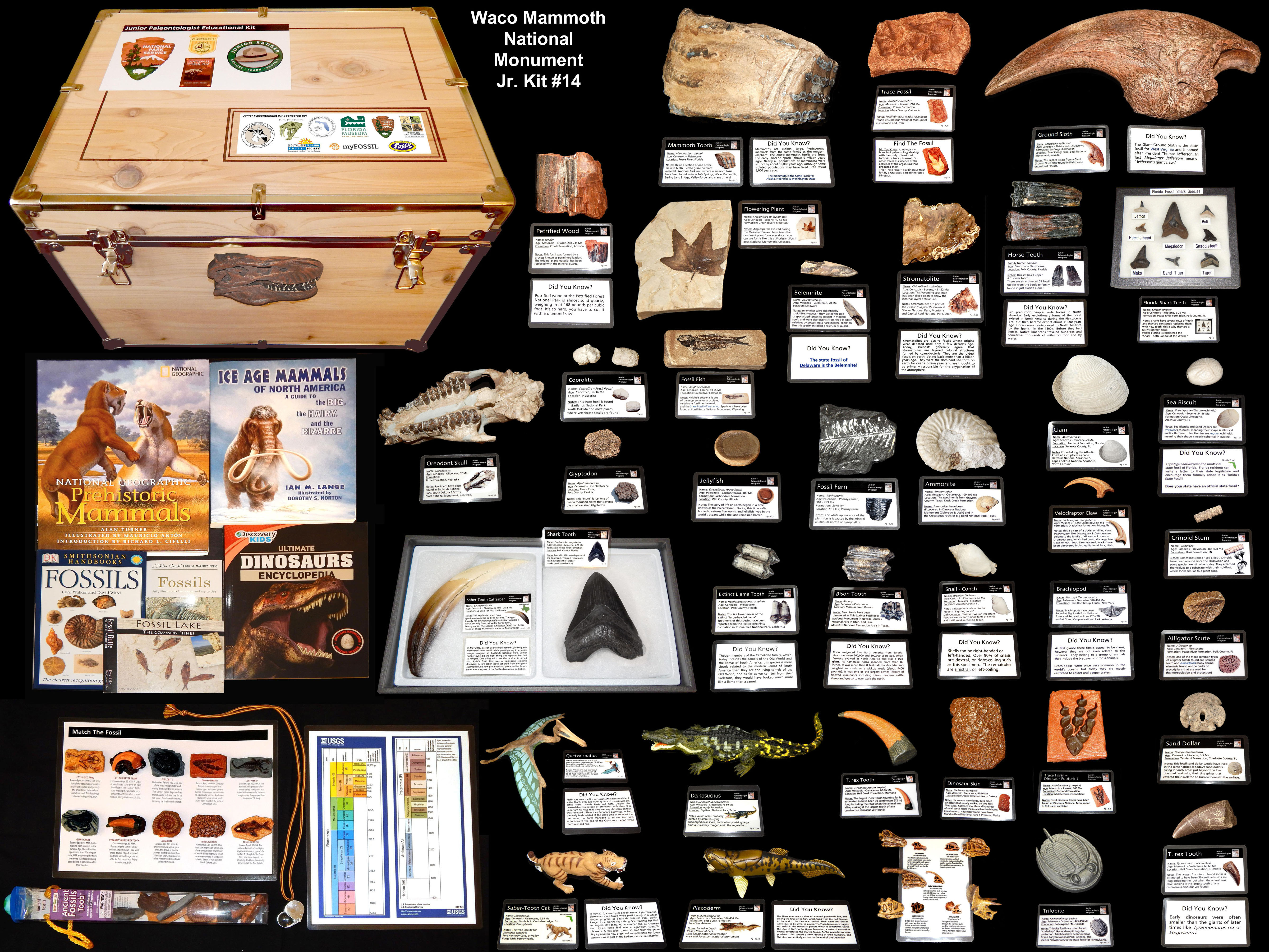 Junior Paleontologist Educational Kits 
