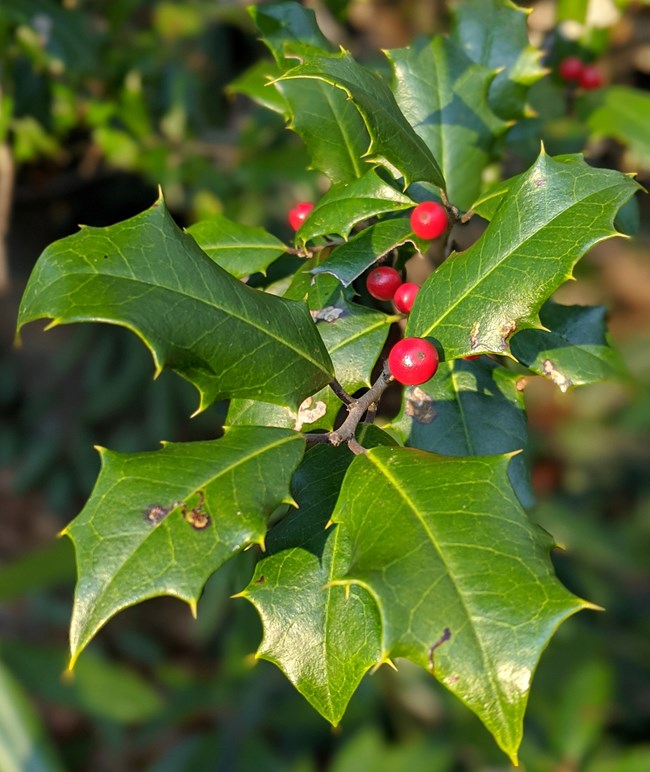 green leaves and red berries of a holly