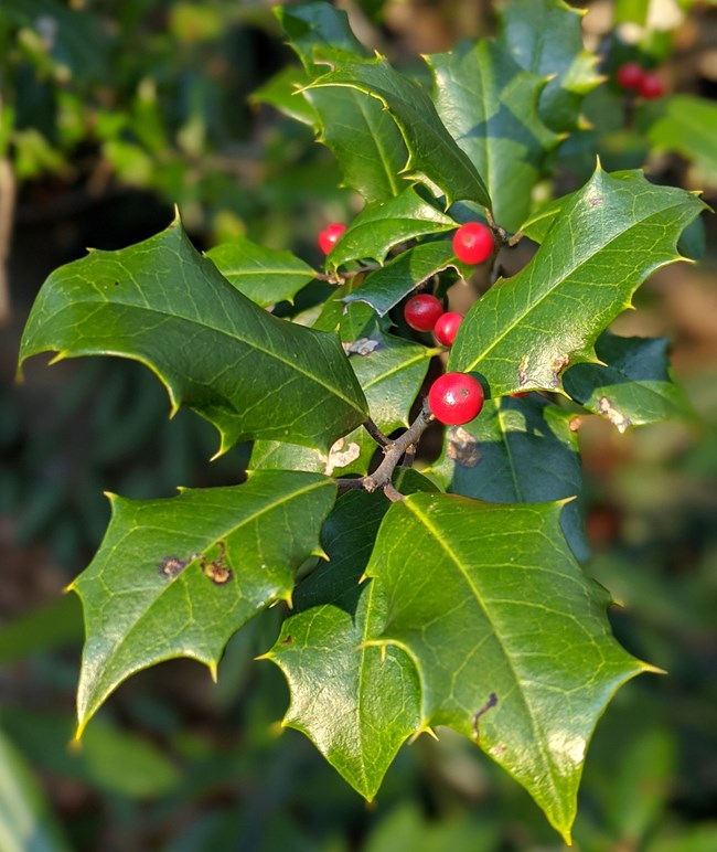 lt= green leaves and red berries of a holly