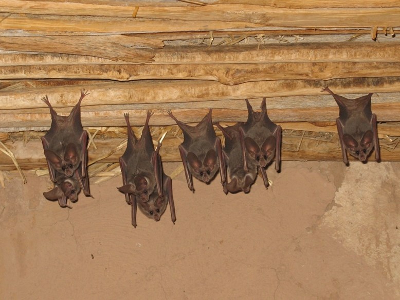 Six bats with big eyes hang upside down from a wood overhang