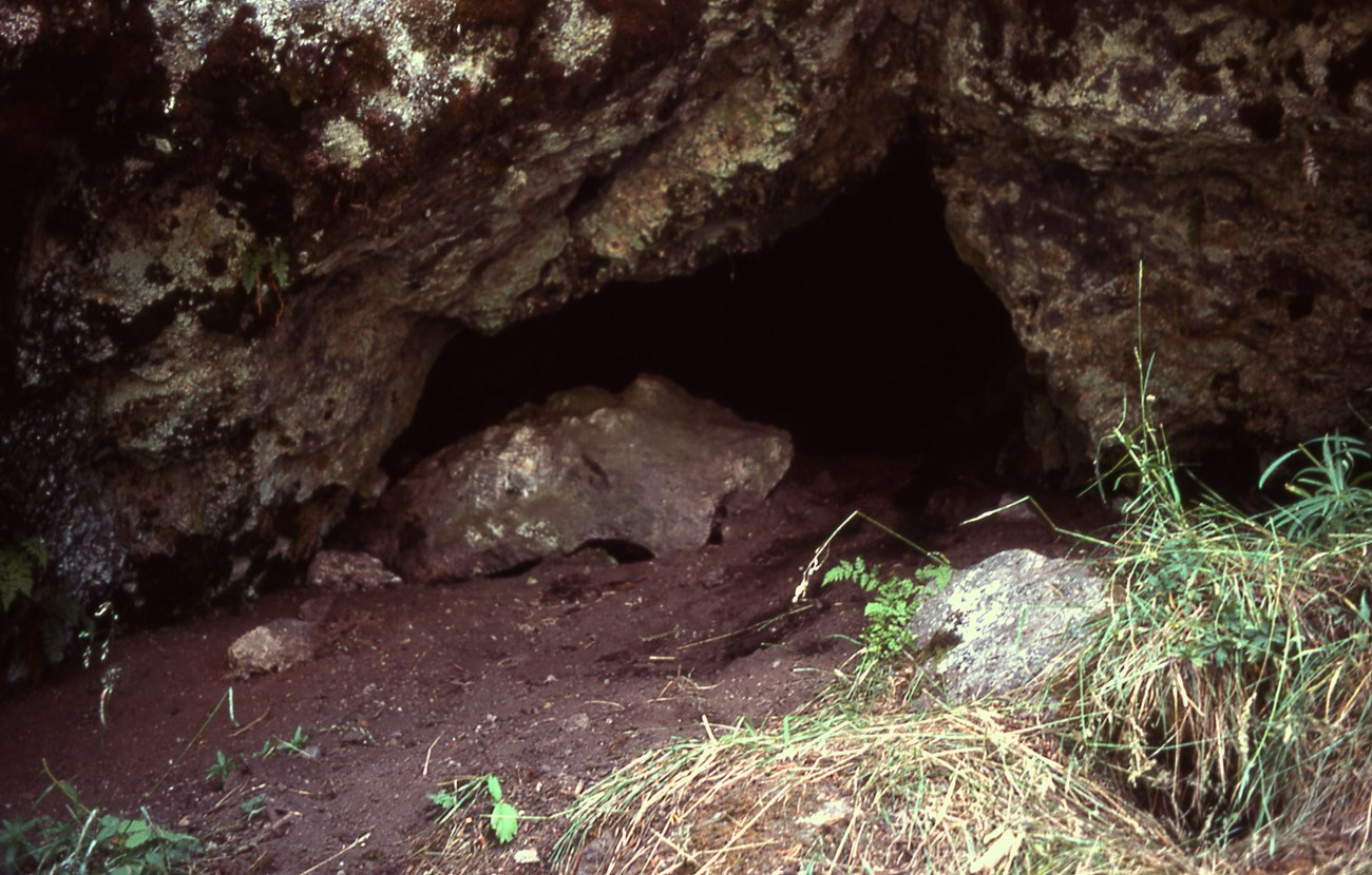 black bear den