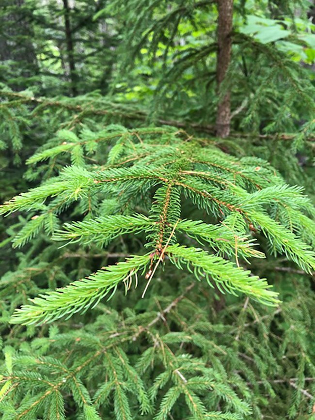 red spruce tree leaf identification