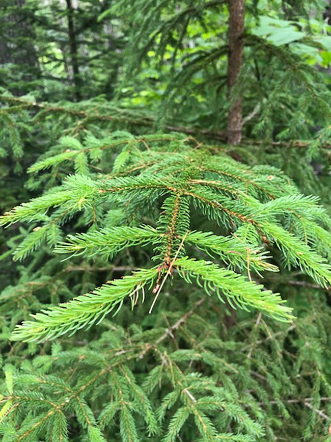 conifers plant