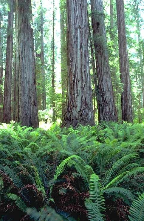 Close up photo of large redwood trees. NPS photo.