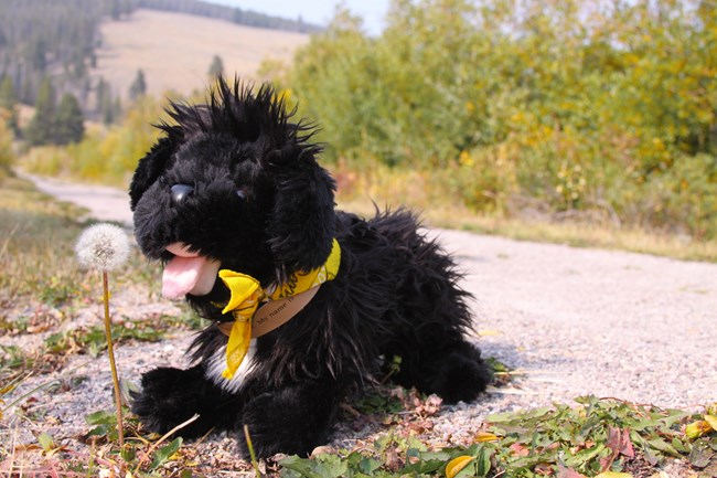 toy dog making a wish on a dandelion