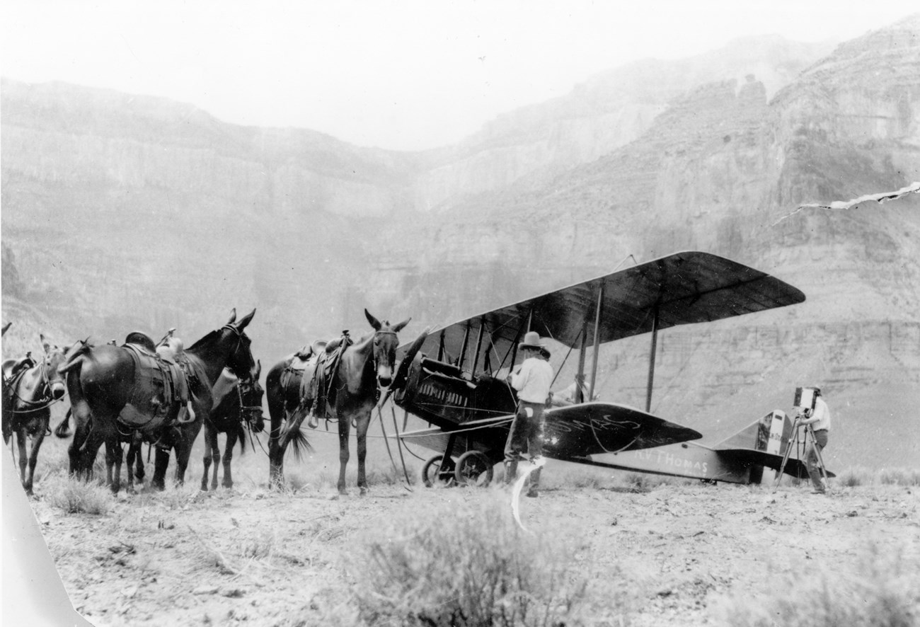 A group of burros standing next to a recently landed biplane.