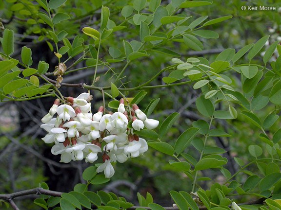 A clump of white flowers hanging from a branch