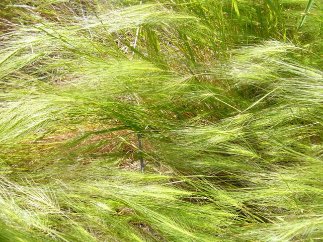 A dense carpet of medusahead grass. © Zoya Akulova / 2010 / CalPhotos / CC BY-NC 3.0