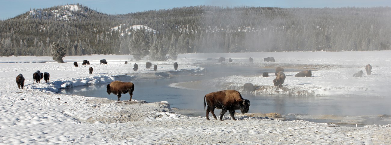 Bison milling around a thermal spring, steam rising off the water in the winter
