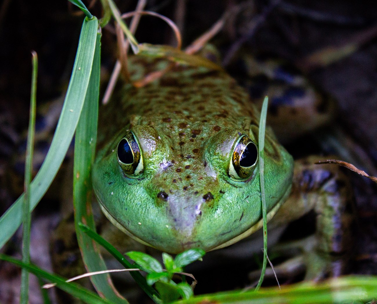 An American bullfrog closeup.