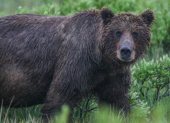 A brown bear looks towards the photographer