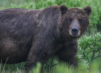 Brown bear in sedge A brown bear looks towards the photographer