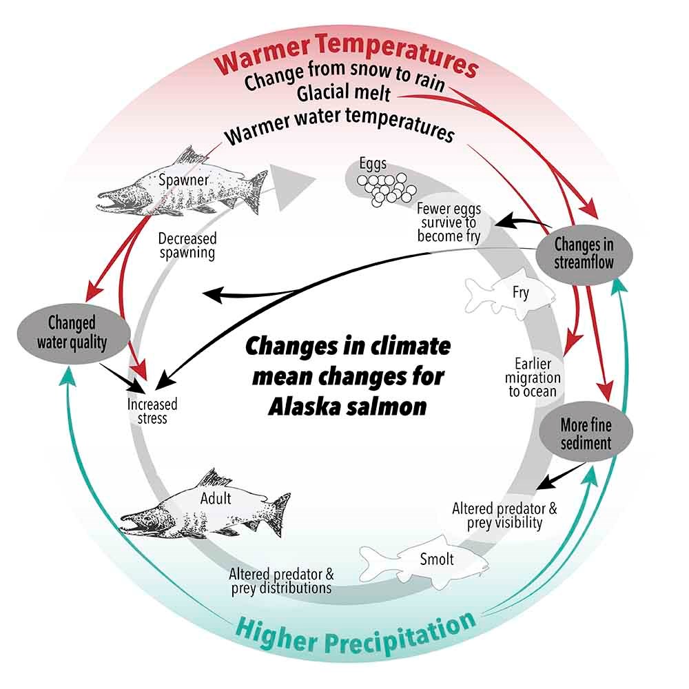 A diagram showing the lifestages of salmon and how they are influenced by temperature and precipitation.