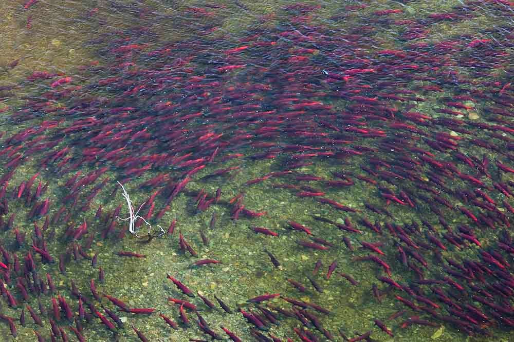 Looking down on a swirl of red salmon in a clear stream.