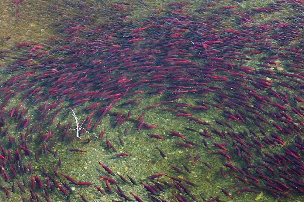 10-cover sm Looking down on a swirl of red salmon in a clear stream.